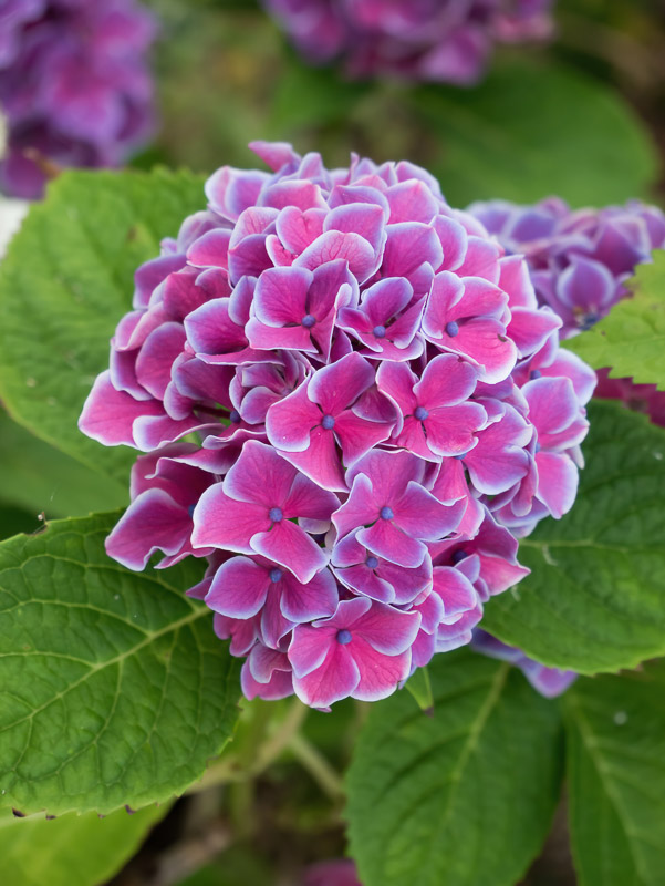 Purple Hydrangea with Luminous Fringes