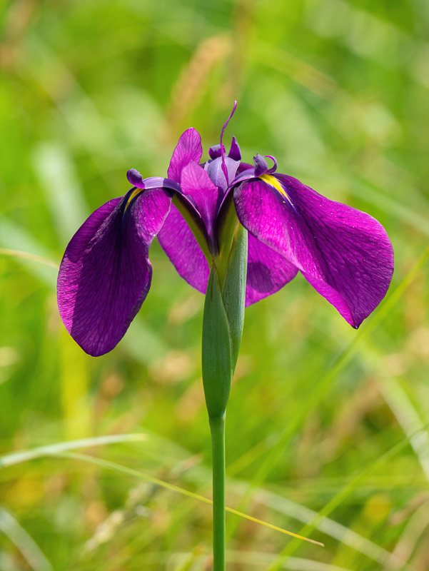 Purple Kimono Iris