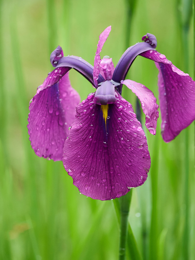 Purple Wild Iris with Waterdrops