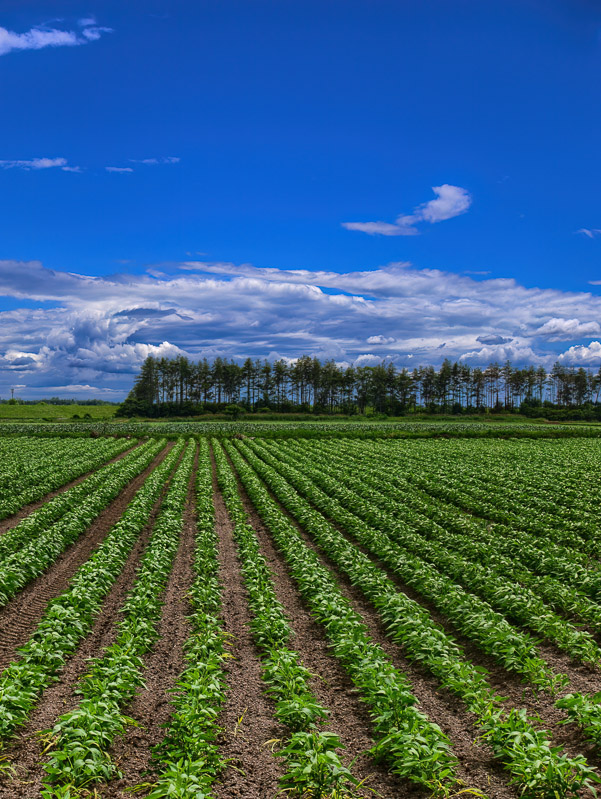 Radiated Field and Summer Sky