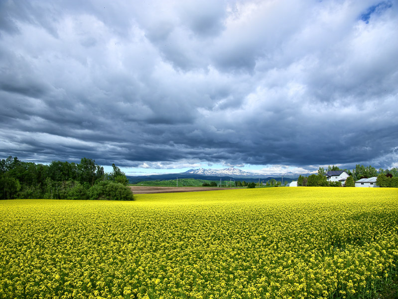 Rape Field under Cloudy Sky