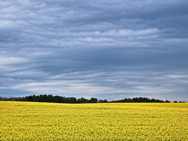 Rapeseed Field under Ominous sky