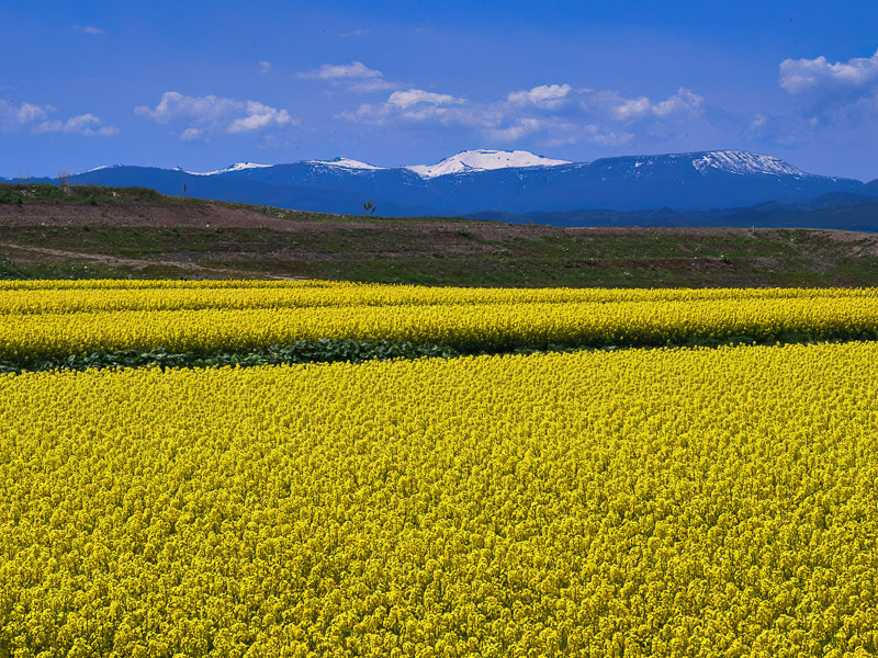 Rapeseed Flowers Field Spring Mountains