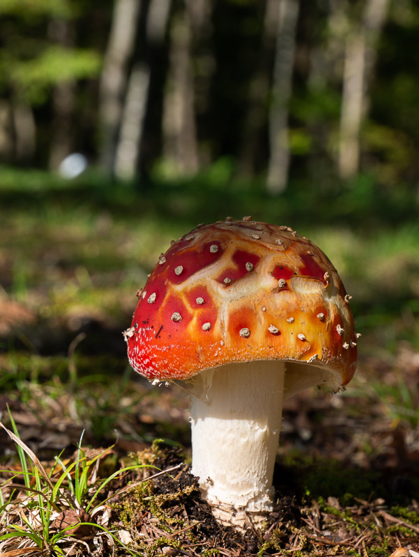 Red Fly Agaric Mushroom