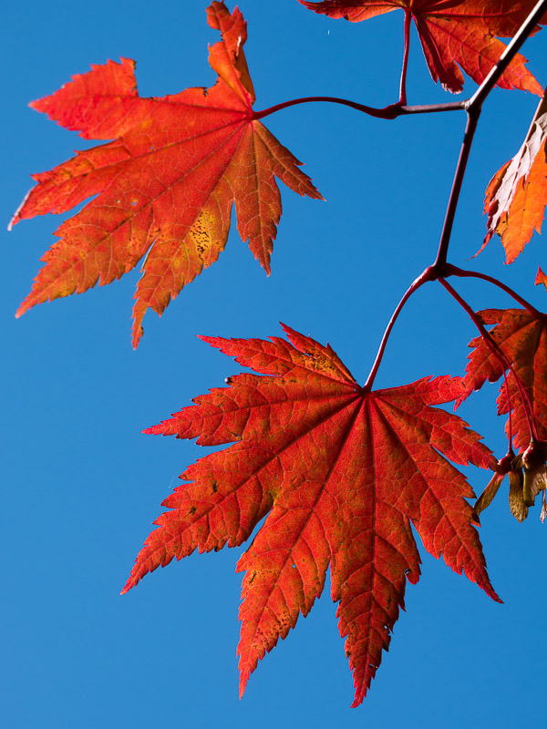 Red Japanese Maple Leaf