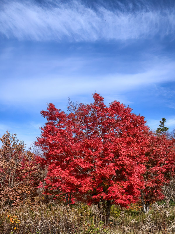 Red Maple under Cirrus Sky