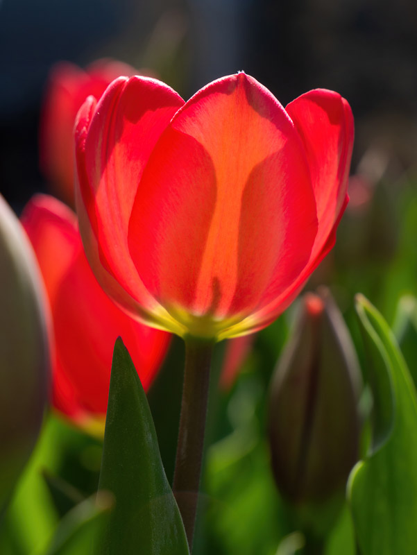 Red Tulip Sunlight Through