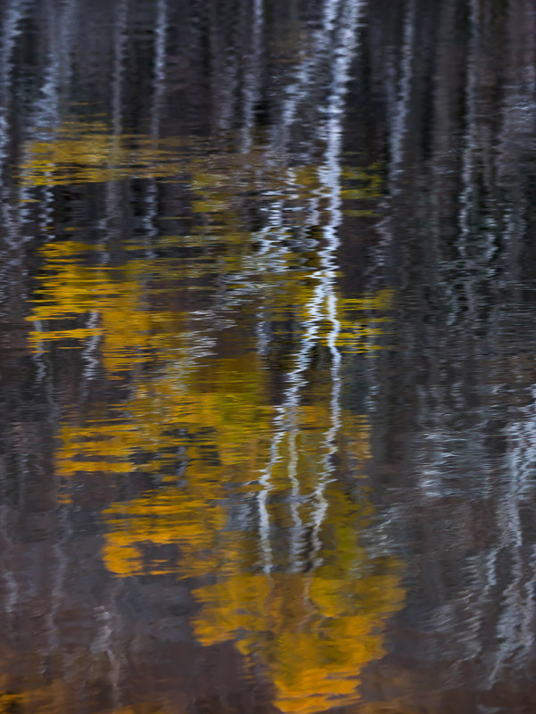 Reflection of Autumn Birch