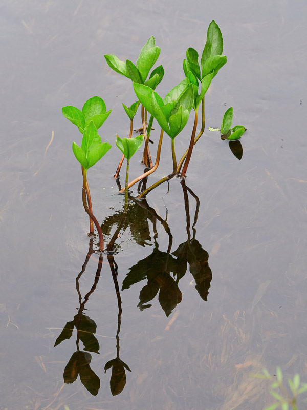 Reflections of Water Chestnut