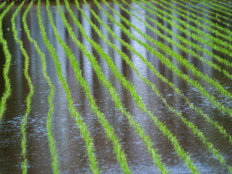 Reflections on Planted Rice Paddy