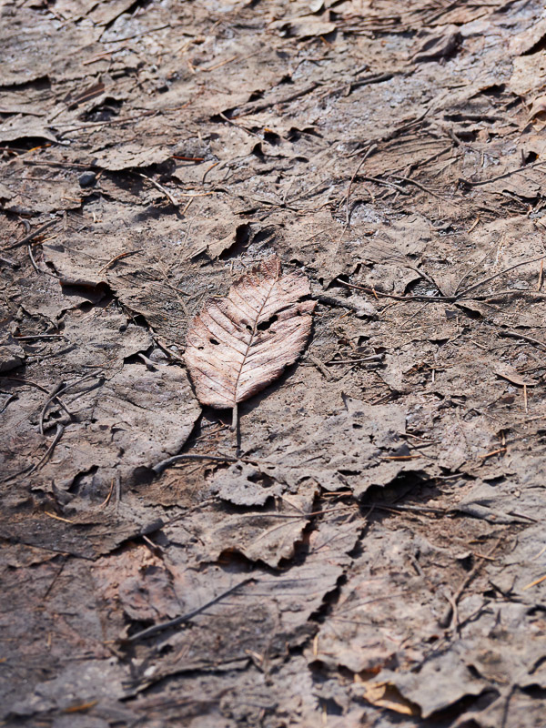 Remains of Dumped Leaves