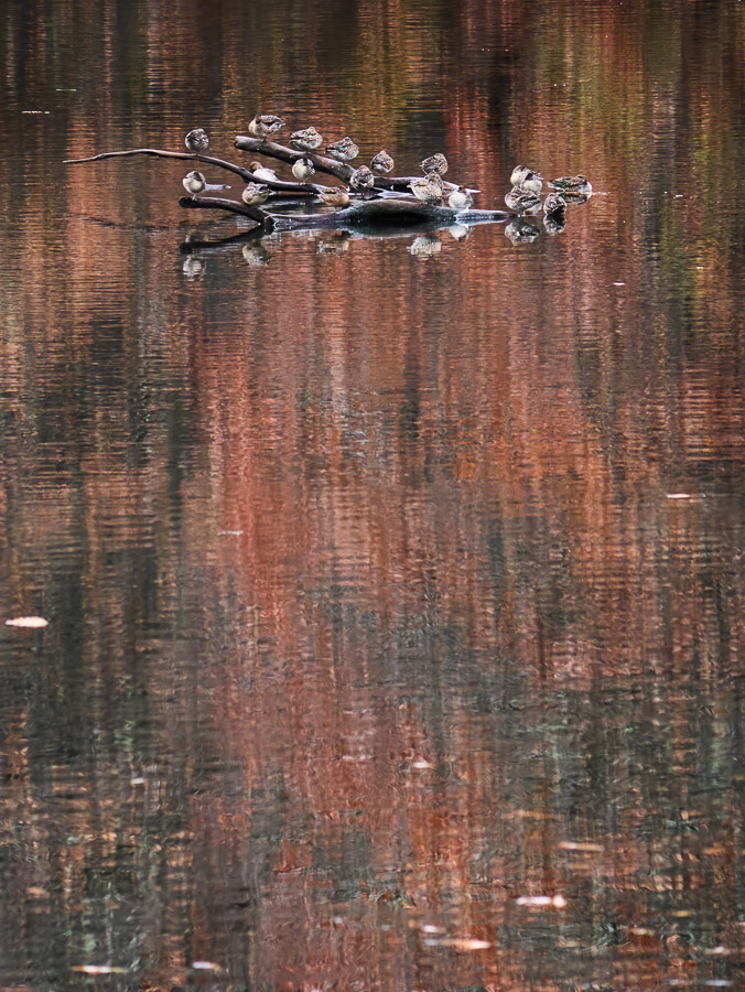 Resting Ducks in Fall Colors