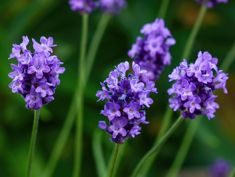 Rich Flower Heads of Lavandar