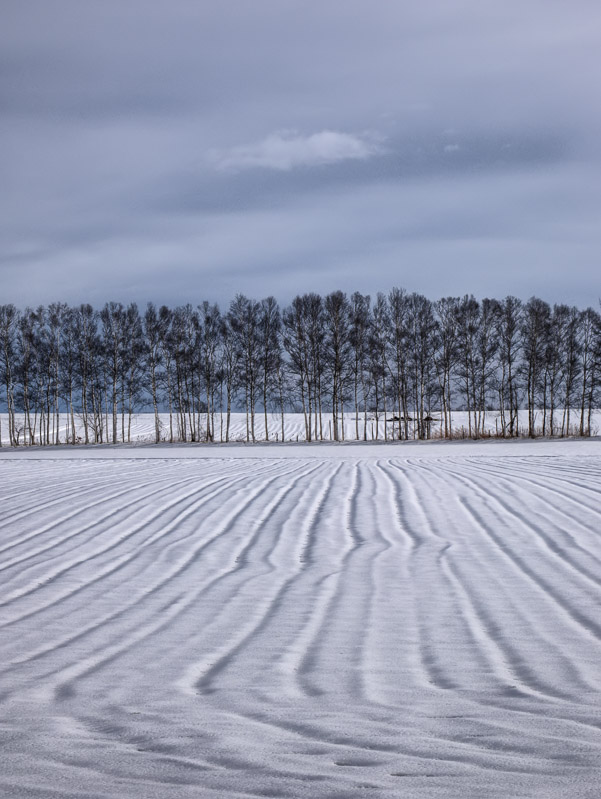 Ridge-pattern in Snowy Field