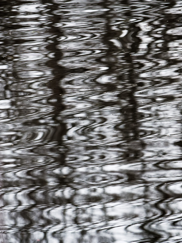 Rippled Monochrome Wood Reflection