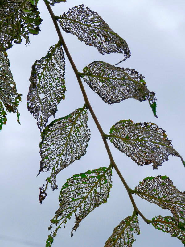 Ruined Mesh-veins Leaves