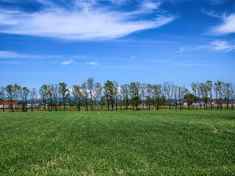 Rural Grass Field Scene