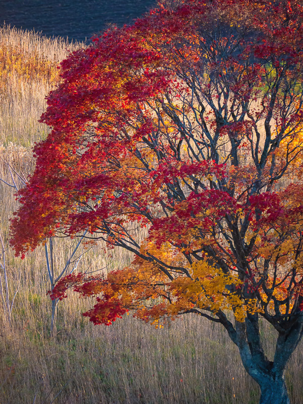 Scarlet Japanese Maple Tree