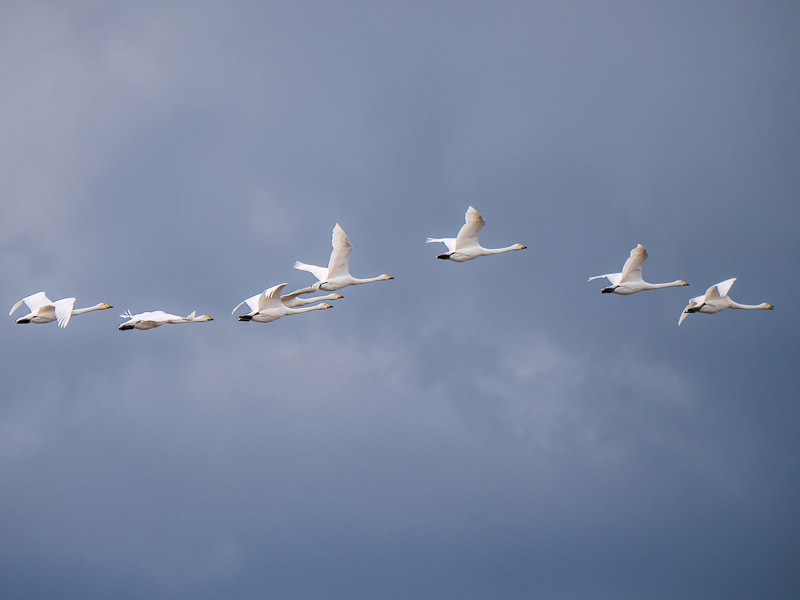 Sequential Swans Flying