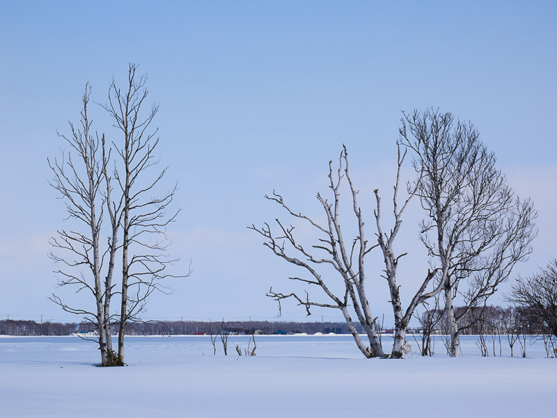 Set Design Trees on Snowground