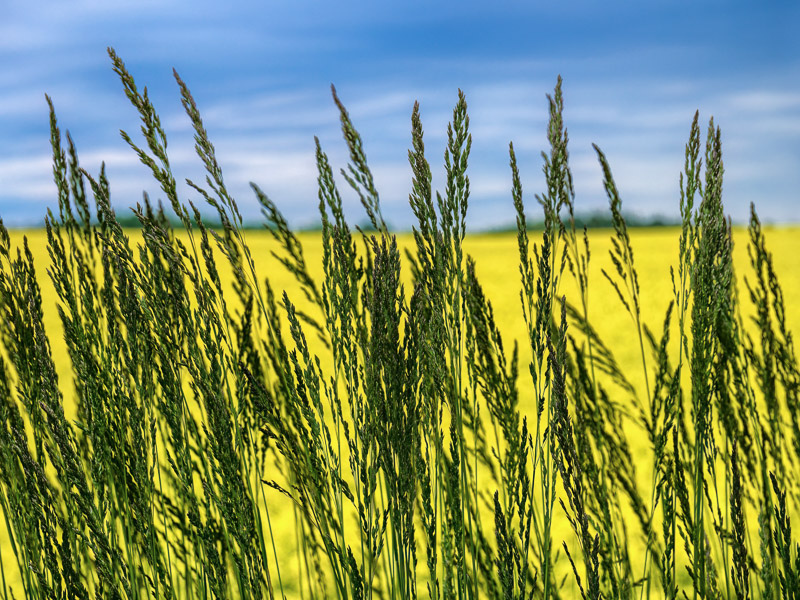 Sharp Ear of Grasses and Rapeseed Field