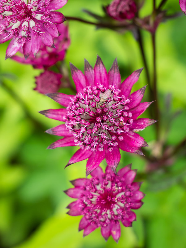 Sharp Exotic Flowers