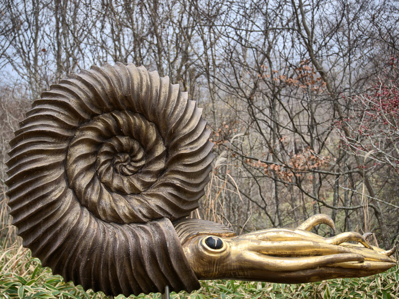 Shell of Humorous Ammonite