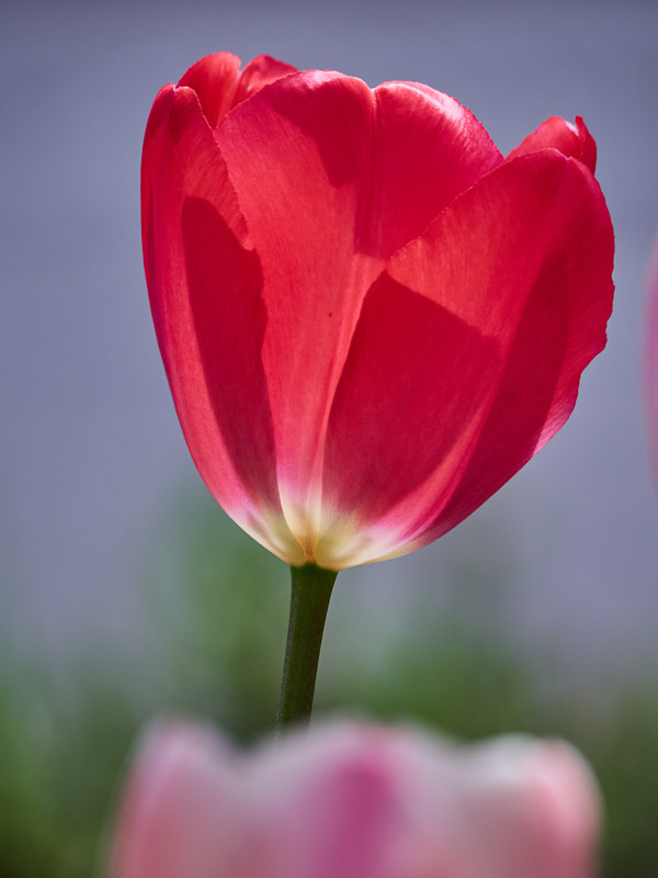 Single Tall Red Tulip