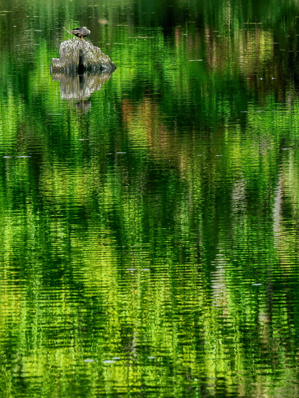 Sleeping Wild Duck in Green Illusion