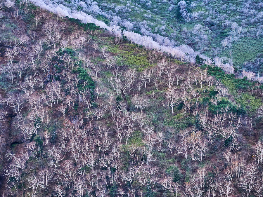 Slope of Rock Birch in End-Autumn