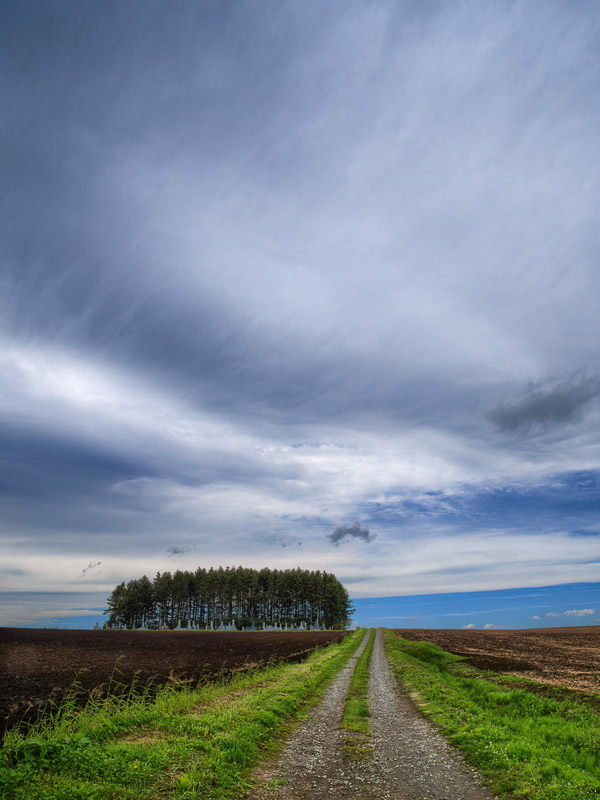 Small Grove Under the Gloomy Sky