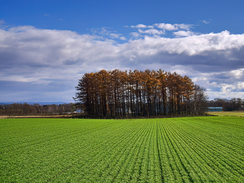 Small Larch Grove in Bright Field