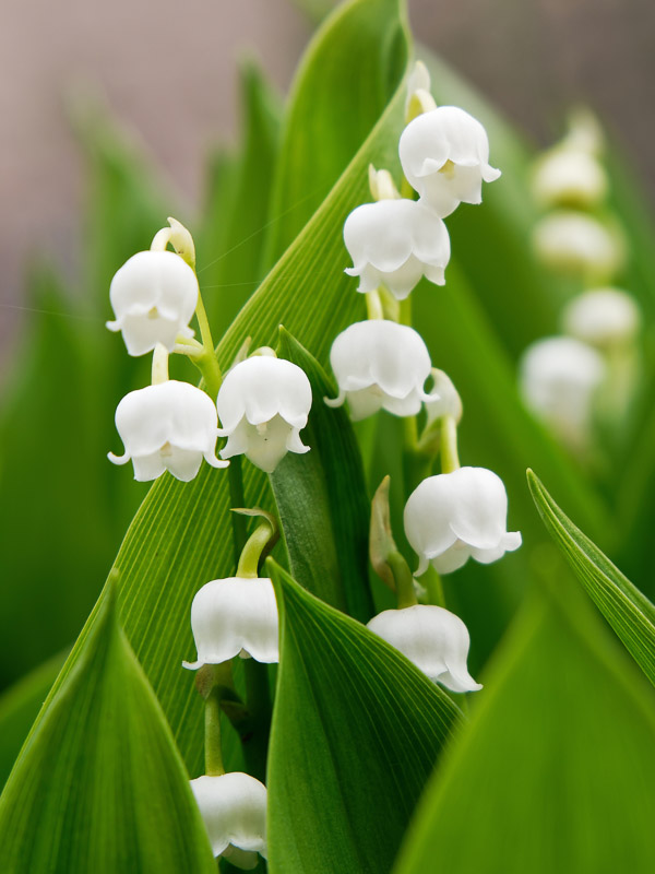 Small Lily Bells