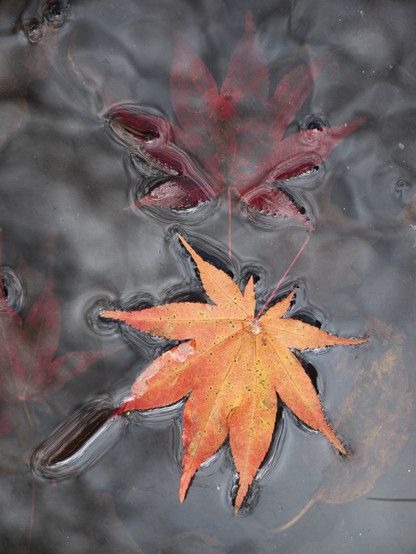 Soaked Autumn Momiji Leaves