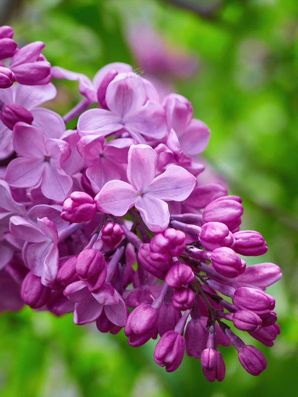 Soft Cluster of Purple Lilac