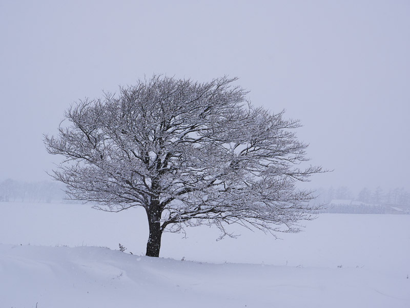 Solitary Bare Tree in Snow Space