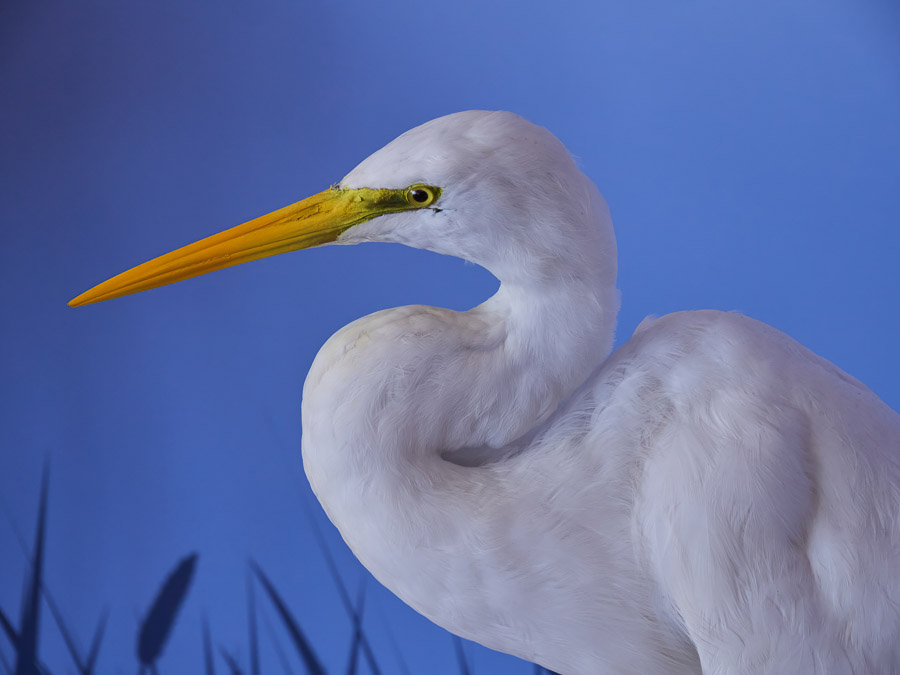 Solitary White Heron in the Shade