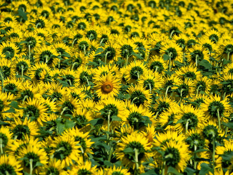 Solitary in Sunflower Crowds