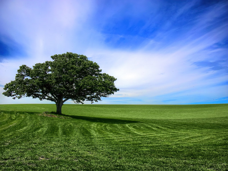 Solo-performing Tree at Summer Field