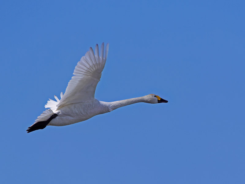 Splendid Flying Swan