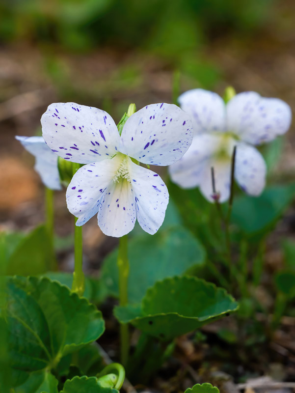 Spotted Whitish Violets