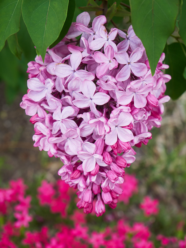 Spray of Loud Pink Lilac