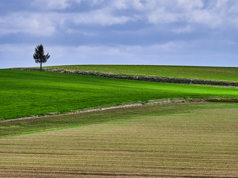 Spring Field with a Lone Tree