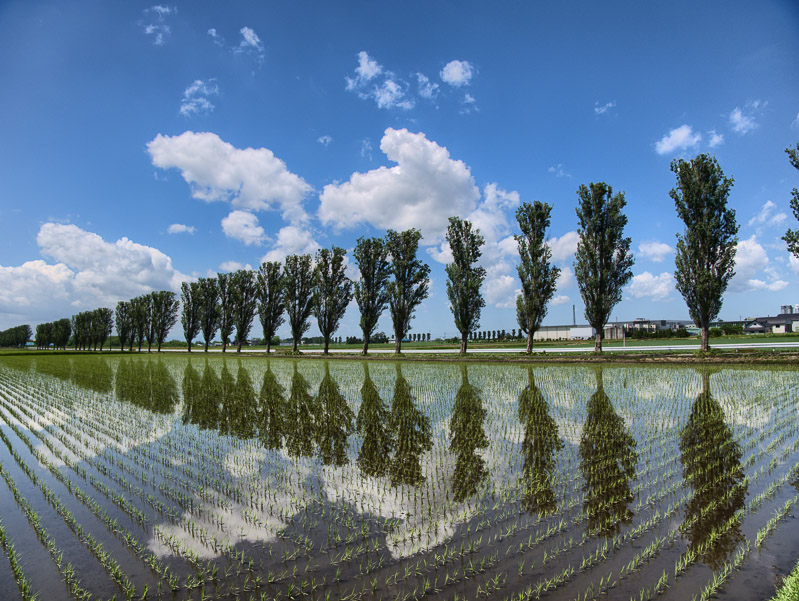 Spring Rural Mirror Image