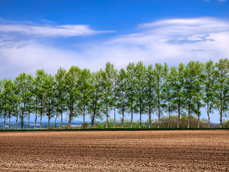 Spring Tender Green Birches