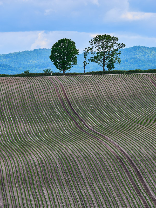 Spring Trees of a Family