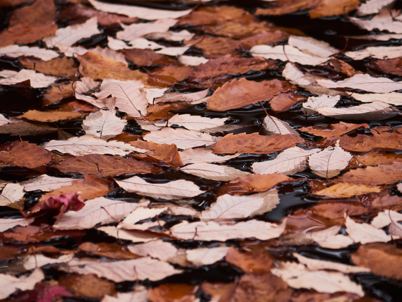 Stacked Fallen Leaves Showing Both-sides