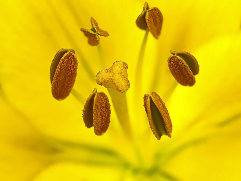 Stamens and Pistil in Yellow Space