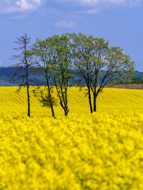 Standing in Rapeseed Flowers