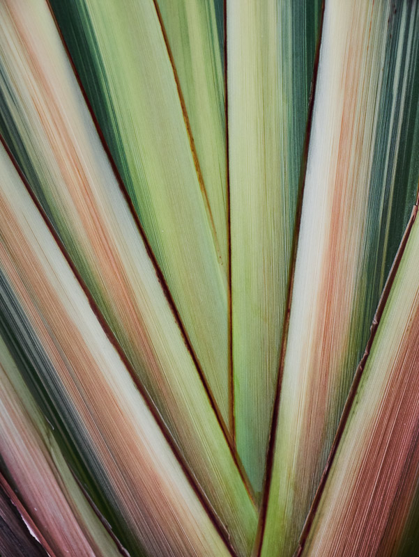 Striated Tropical Leaves